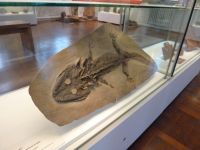 3_Vitrine20_unten_b_Krokosalamander_KB
