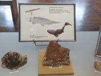 3_Vitrine21_oben_d_Haistachel_KB