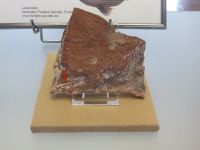 3_Vitrine21_oben_e_Haistachel_KB