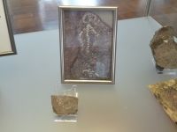 3_Vitrine21_oben_f_Saurier_KB