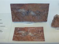 3_Vitrine21_unten_b_Fisch_KB