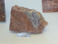 3_Vitrine21_unten_c_Oberkiefer_KB