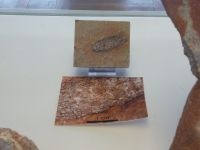 3_Vitrine21_unten_d_Koprolith_KB