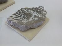 4_Vitrine22_unten_c_Dolomit_KB