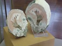 4_Vitrine30_oben_b_AchatKopfweide_MB