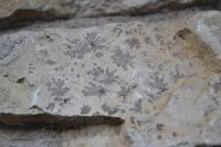 Niederrodenbach_Mauerdetail_Zechsteindolomit_mit_Dendriten
