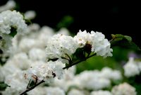 DSC_0417_009