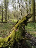 04_Im_FFH-Gebiet_Hirzwald_ER