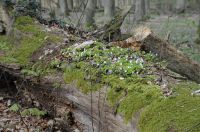 05_Frisch_erblühte_Frühlingsflora_ER