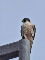 01_Wanderfalke_SW