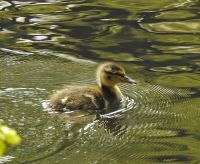07_Juvenile_Stockente_SW