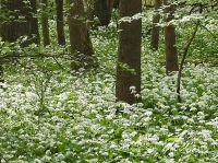 10_Weiter_an_Bärlauch_vorbei_SW
