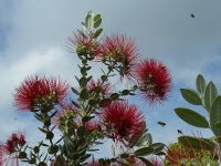 04_Eisenholzbaum_Metrosideros_BH