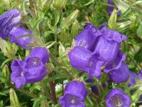 07_Glockenblume_Campanula_BH