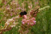 16 Steinhummel Bombus lapidarius auf Esparsette Onobrychis auf dem Kalktrockenhang WO