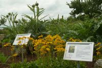 19_Arnika_Arnica_montana_vorne_und_Gemüse-Artischocke_Cynara_scolymus_im_Arzneipflanzengarten_WO