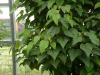 23_Annattostrauch_Bixa_orellana_Lieferant_von_rotem_Farbstoff_im_Gewächshaus_WO