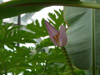 24_Bananenblüte_Musa_im_Gewächshaus_WO