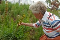 25_Nach_der_Führung_noch_eine_Blume_inspizieren_WO