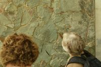 G07_Fossile_Planzenreste_WO