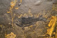 G10_Knorpelschmelzschupper-Fisch_Paramplypterus__in_der_großen_Platte_GS