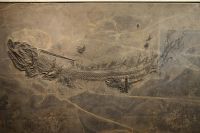 G11_Süßwasser-Hai_Xenacanthus_in_der_großen_Platte_GS
