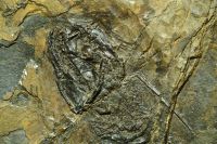 G12_Kopf_eines_Süßwasser-Hais_Xenacanthus_mit_Stachel_eines_anderen_in_der_großen_Platte_WO