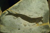 G17_Flossenstachler_Acanthodes_frühestes_kiefertragendes_Wirbeltier_WO