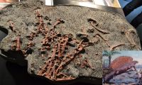 G23_Gut_erhaltene_Knochen_eines_Edaphosauriers_eines_Reptils_GS