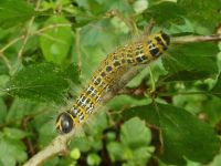 Münzenberg07_Raupe_des_Mondvogels_Phalera_bucephala_Nachtfalter_WO