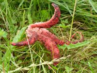 Münzenberg13_Tintenfischpilz_Clathrus_archeri_WO