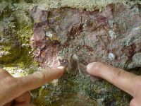 Münzenberg19_Blättersandstein_verbaut_in_einer_Mauer_WO