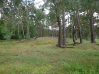 b_Blick_zu_einer_Düne_im_Kiefernwald