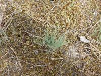 d_kleine_Pflanze_des_Silbergrases