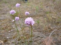 e_Blütenköpfe_der_Sand-Grasnelke