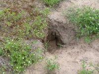 k_Kaninchenbaue_bieten_offene_Bodenstellen_für_Insekten
