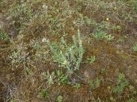 p_Sandstrohblume_mit_gelben_Blütenköpfen
