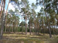 s_typischer_offener_Kiefernwald_auf_Sandboden