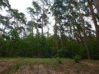 t_Kiefernwald_mit_Spätblühender_Traubenkirsche_im_Hintergrund