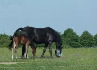 1d_Golchener_Hof_Weide_bh