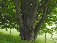 2a4_Durchbruchstal_der_Warnow_auf_den_Stock_gesetzter_Baum_wo