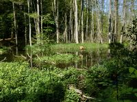 4a1_Radebachtal_Biebergebiet_el