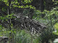 4a2_Radebachtal_Bieberburg_wo