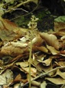04_Vogel-Nestwurz_Neottia_nidus-avis_wo