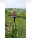 05_Purpur-Knabenkraut_x_Helm-Knabenkraut_Orchis_purpurea_x_Orchis_militaris_cb