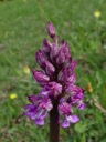 06_Purpur-Knabenkraut_x_Helm-Knabenkraut_Orchis_purpurea_x_Orchis_militaris_gs