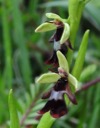 07_Fliegen-Ragwurz_Ophrys_insectifera_wo