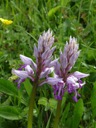 08_Helm-Knabenkraut_Orchis_militaris_gs