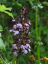 09_Purpur-Knabenkraut_x_Helm-Knabenkraut_Orchis_purpurea_x_Orchis_militaris_wo