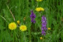 10_Manns-Knabenkraut_Orchis_mascula_gs